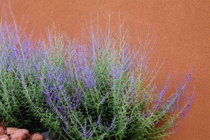 Russian Sage and Adobe Wall