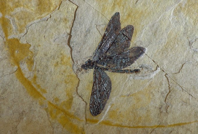 Cretaceous Dragonfly Fossil