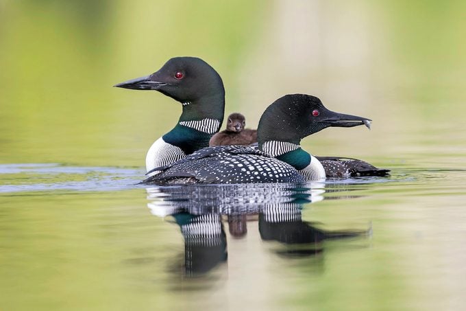 Common Loon Chick Riding On Mother As Father Cruises Past