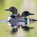 6 Amazing Facts About Common Loons