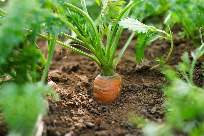 Carrot growing in vegetable garden
