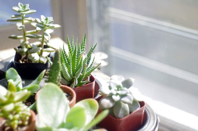 Potted Succulents By The Window