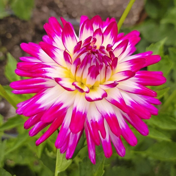 types of dahlias, Glencoe Dandy dahlias features pale yellow petals with hot pink tips.