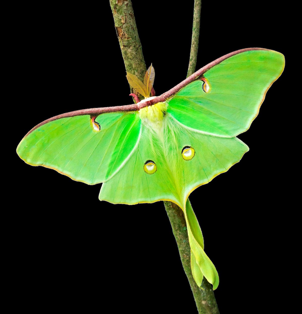 Luna Moth: Spiritual Transformation HY0C5D