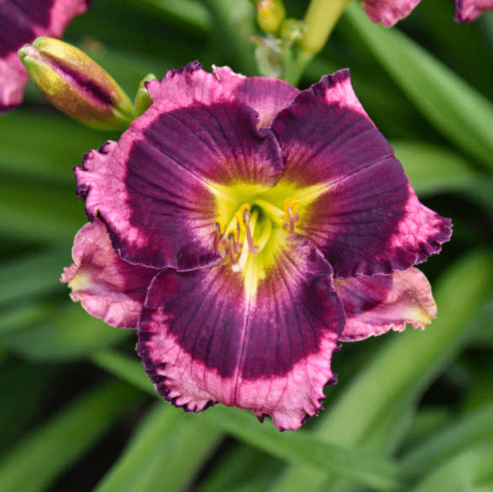 Hemerocallis, purple perennials