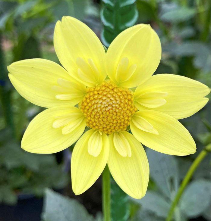Kelsey Tinker dahlia has two sets of yellow petals: larger outer petals and smaller inner petaloids.