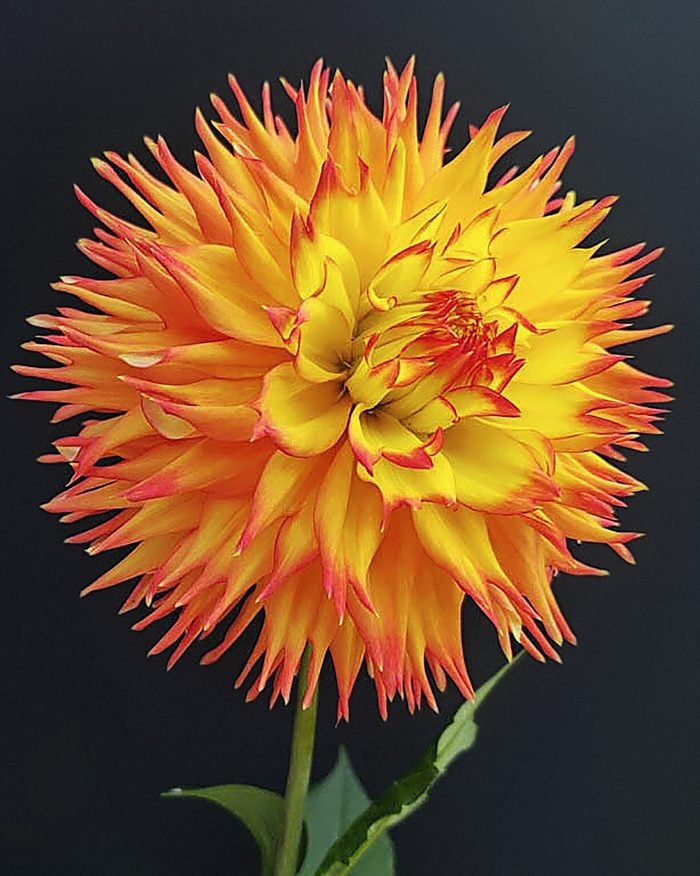 Lakeview Razzal dahlia looks like a firework with yellow and red spiky petals.