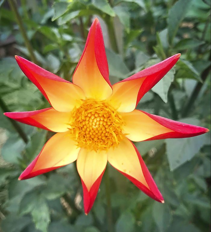 Oldoc Combustion dahlia has orange and red petals that curl into a star shape.