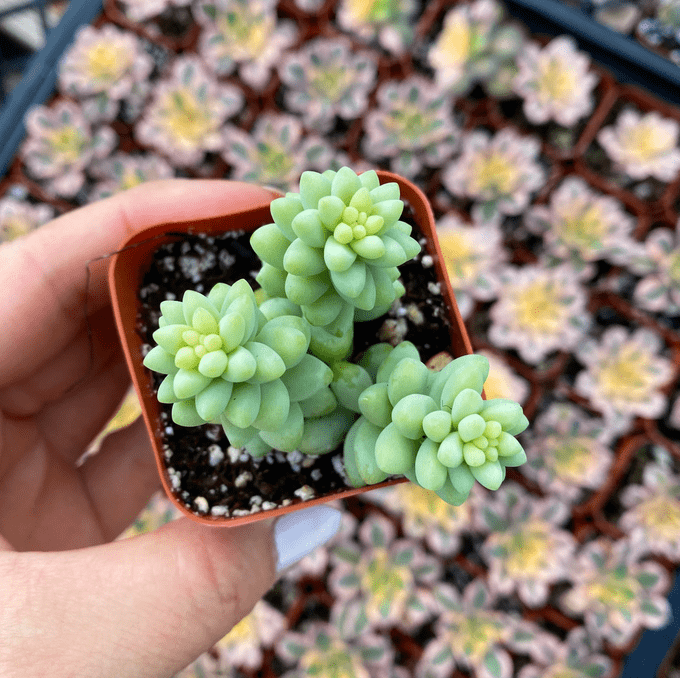donkey's tail succulent