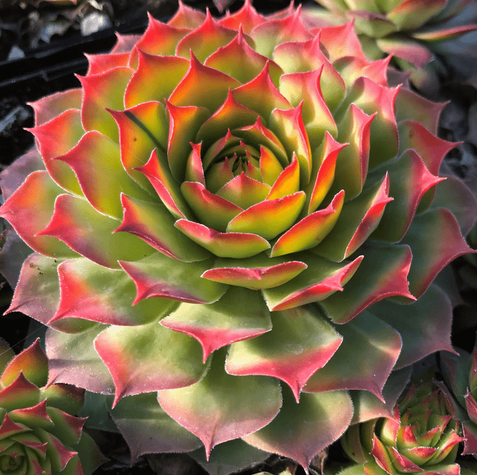 gold nugget hens and chicks