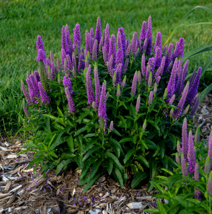 purple perennials, veronica