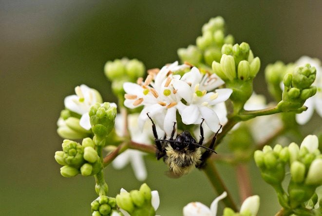 A bee visits Tianshan seven-son flower's white blooms in summer.