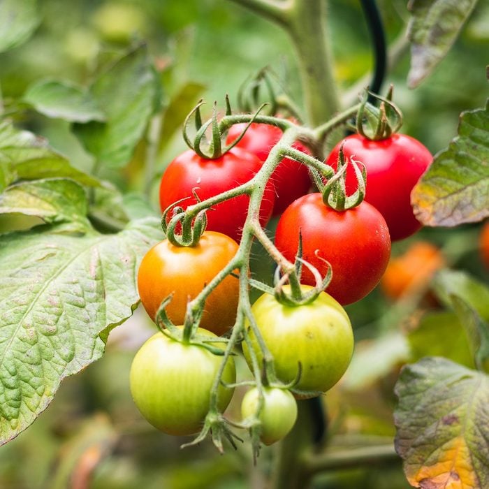 Ripening Tomatoes In Organic Vegetable Garden Blurry Background 2