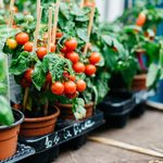 Top 10 Easy Vegetables to Grow in Your Garden
