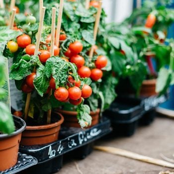 Cherry Tomato Growing In A Pot At Street Market For Sale