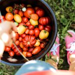 12 Mistakes You’re Making with Your Tomato Garden