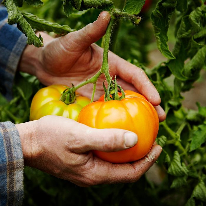 Farmer Cradling Organic Heirloom Tomatoes On Vine