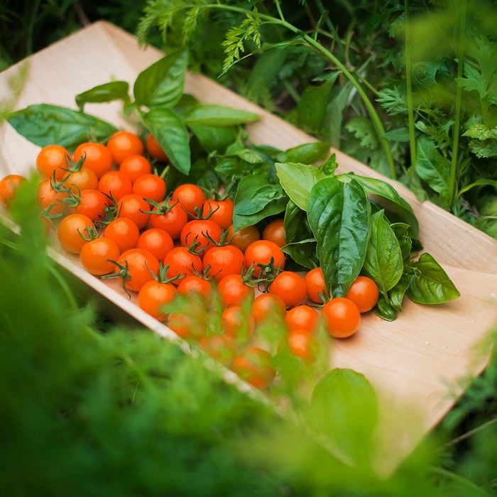 Organic Farming A Wooden Tray Of Red Cherry Tomatoes And Basil Leaves