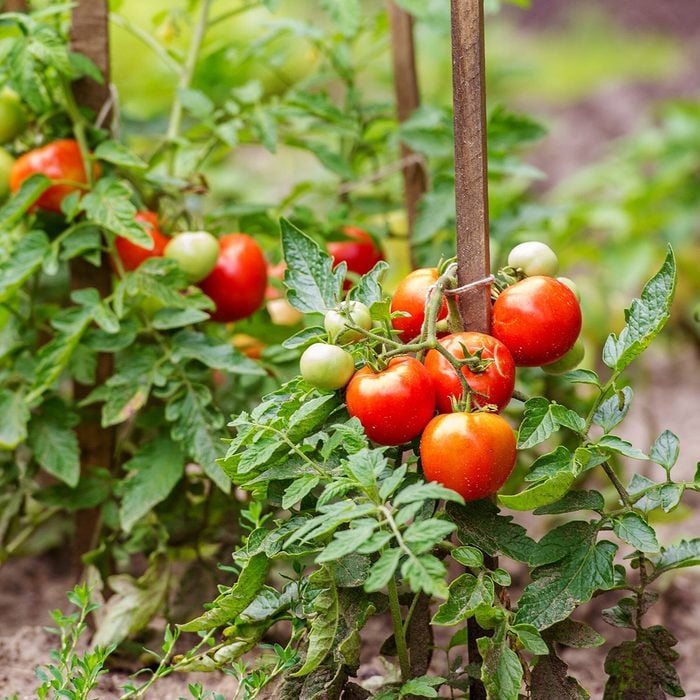 Tomatoes Growing On The Branches