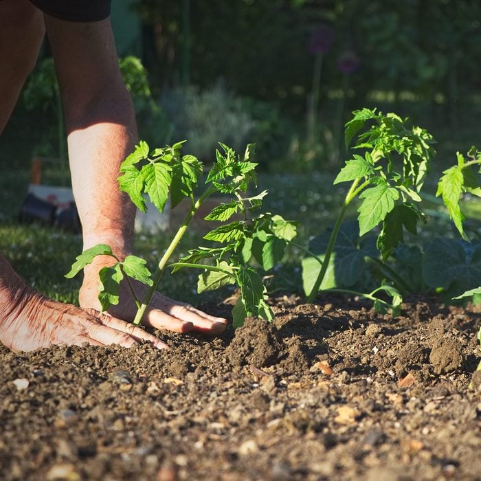Old Farmer Planting Tomatoes Seedling In Organic Garden