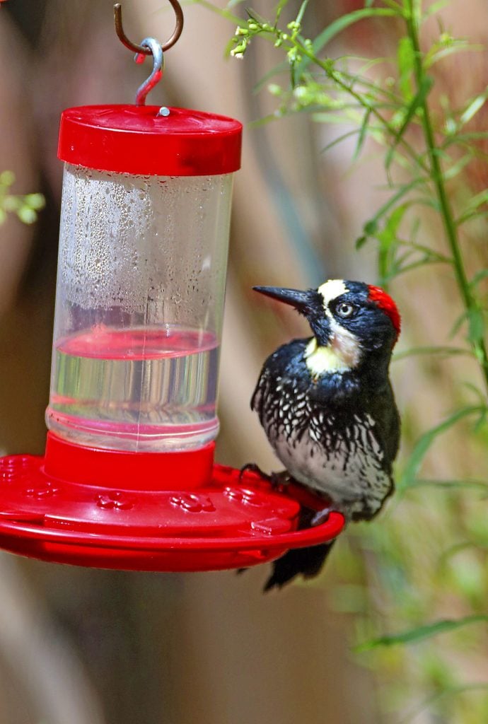 An acorn woodpecker sitting on a sugar-water feeder for hummingbirds.