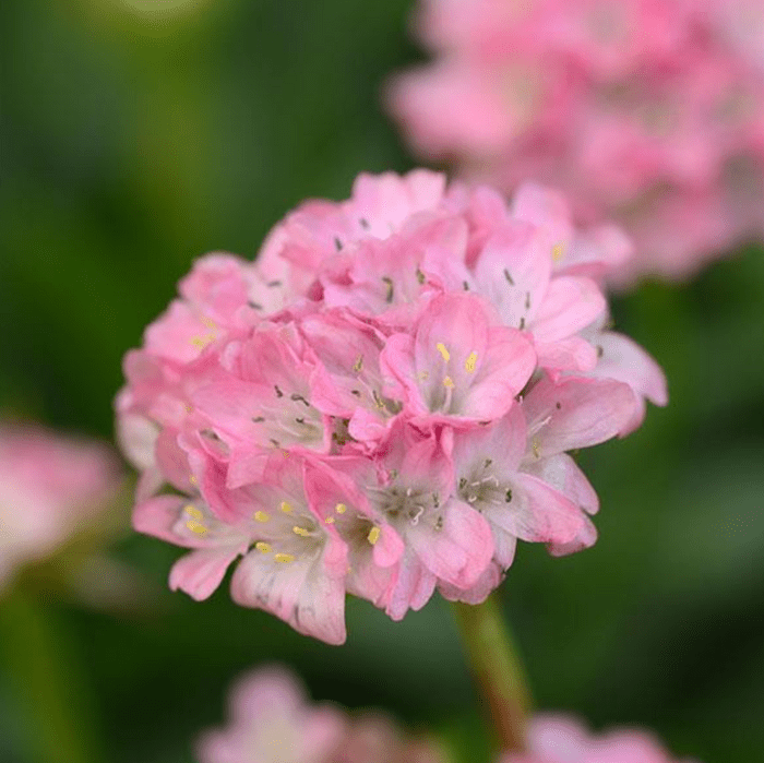Armeria Dreameria, pink perennial flowers