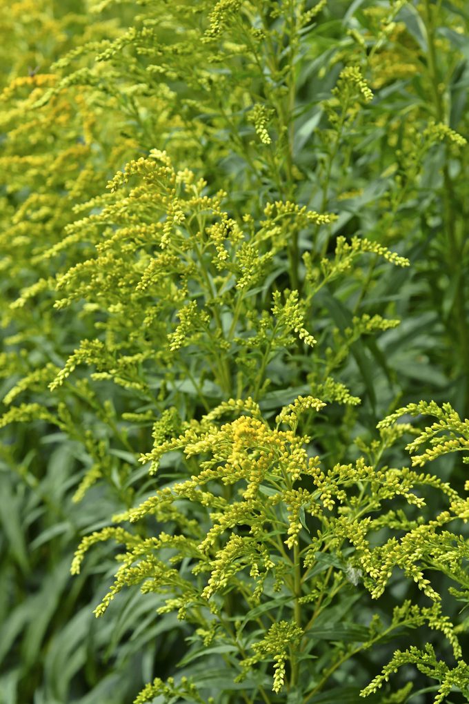Canada goldenrod's yellow flowers looks like ragweed, but don't trigger allergies.