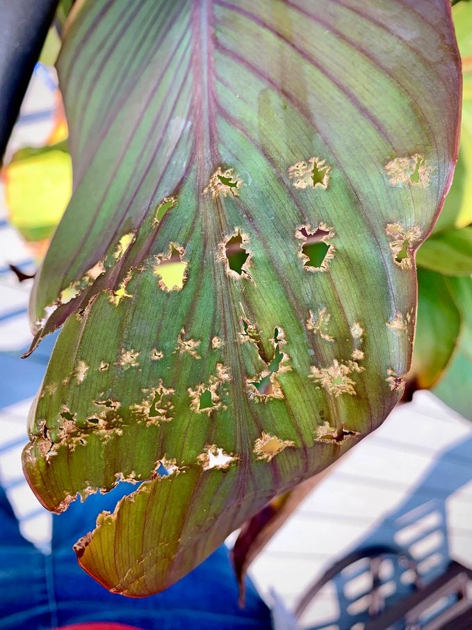 Canna leaf rollers leave small circular marks in rows on canna leafs.
