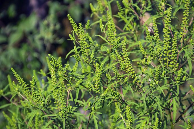 Common ragweed plants have spires of green-yellow flowers that cause allergies.