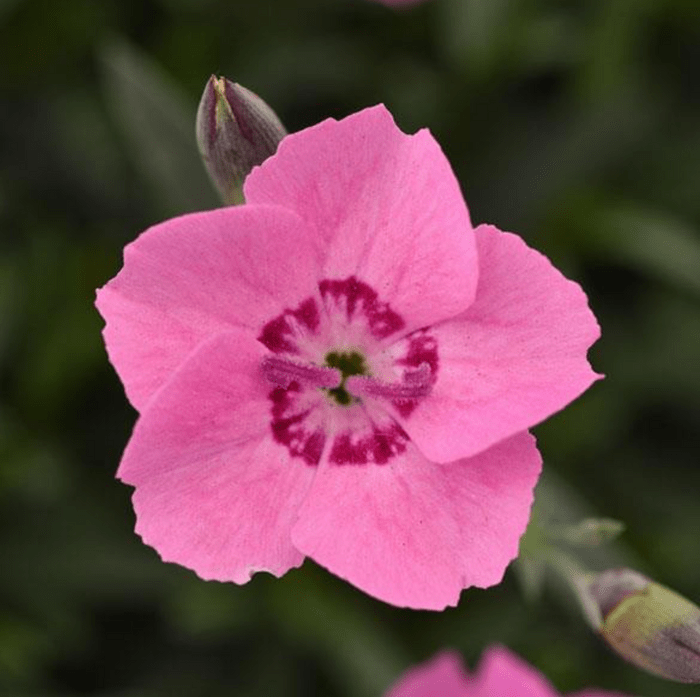 Dianthus Mountain Frost, pink perennial flowers