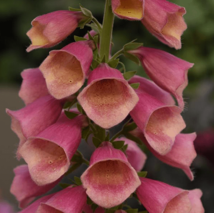 Digitalis Arctic Fox, pink perennial flowers