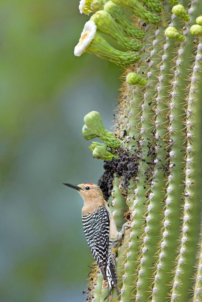 A gila woodpecker perches on a flowering saguaro cactus.