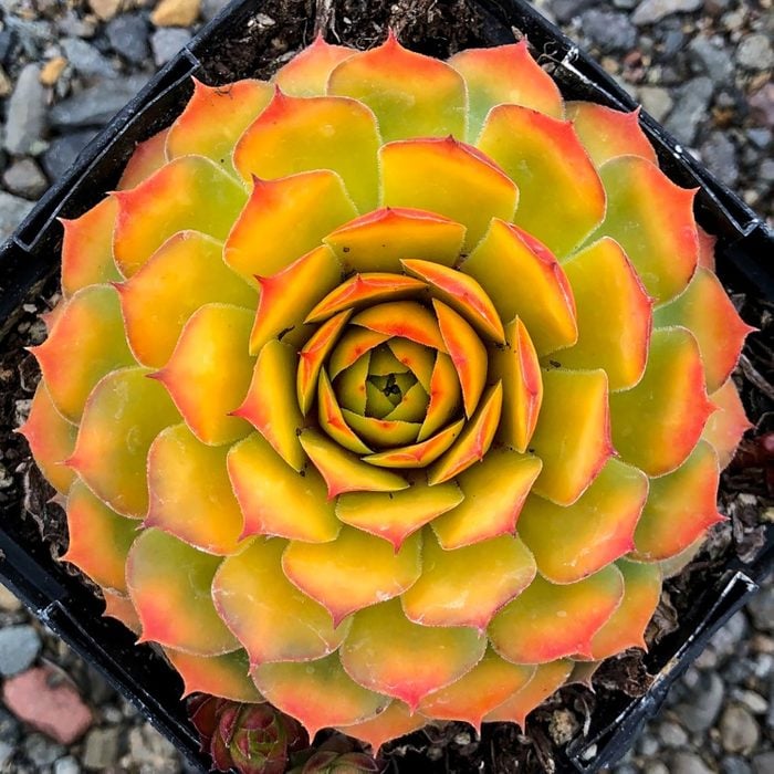 Gold Nugget hens-and-chicks is lime green at the base and fades into red and orange tips.