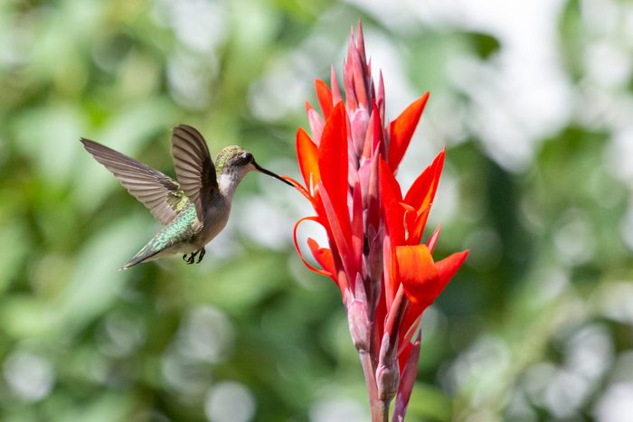 A ruby-throated hummingbird visits a red canna flower.