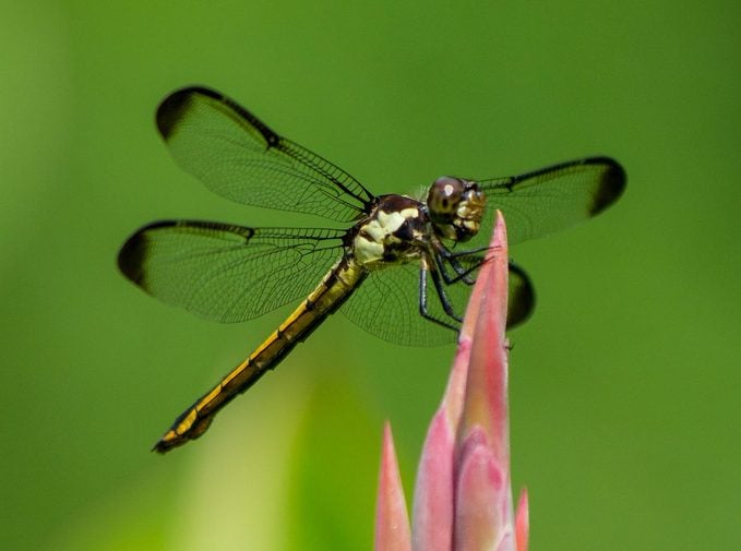 Around The Pond, dragonfly facts