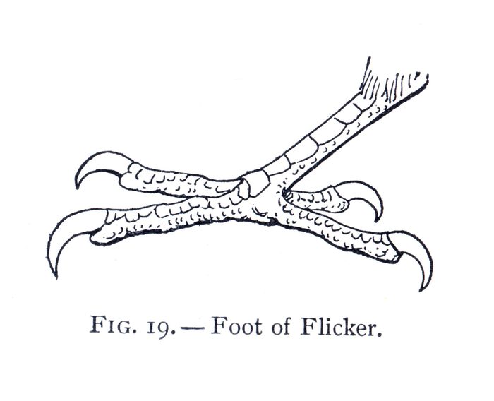 An illustration of a northern flicker foot with two toes facing forward and backward.
