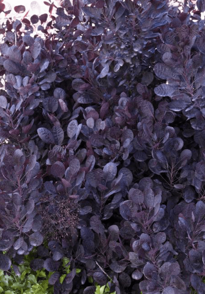 Lilla Smoke Bush, purple perennials