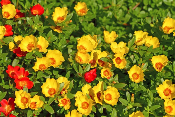 Moss rose is a spreading groundcover with yellow and red flowers.