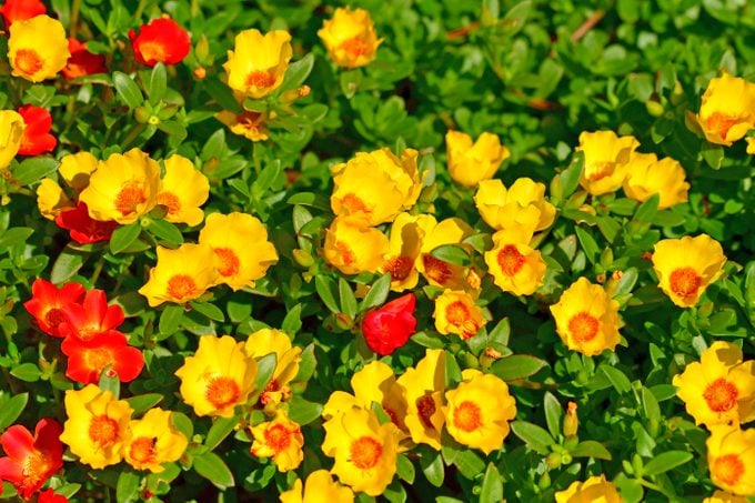 Moss rose is a spreading groundcover with yellow and red flowers.