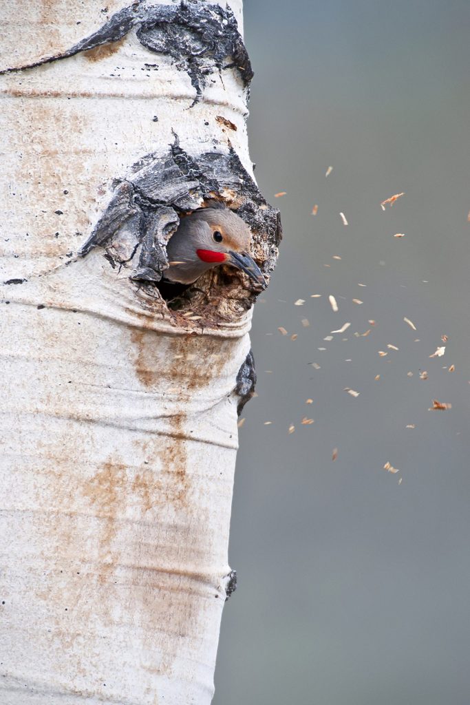 woodpecker facts, A northern flicker pokes its head out from a hole in a tree.