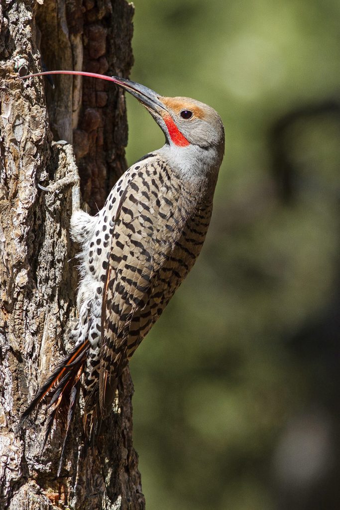 A northern flicker extends its long tongue to grab a bug from a tree.