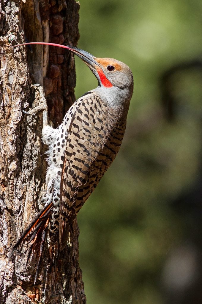 A northern flicker extends its long tongue to grab a bug from a tree.