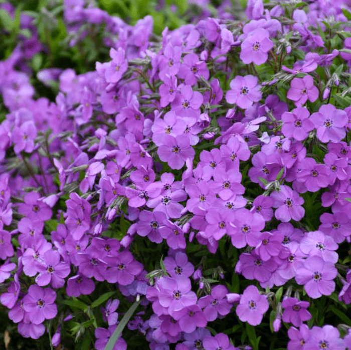 Phlox, purple perennials