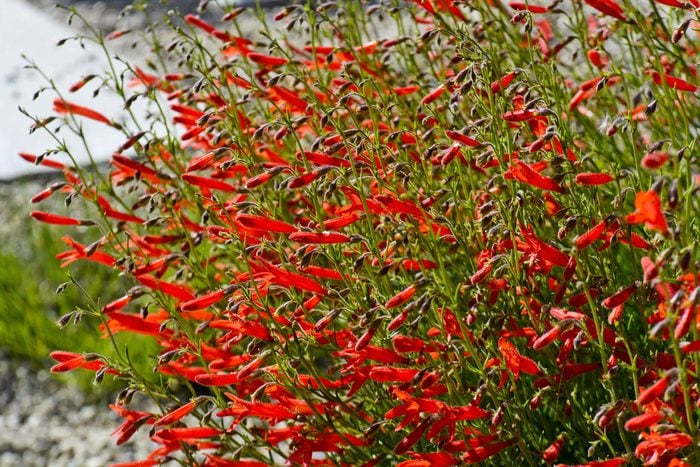 Pineleaf penstemon features several red tube-shaped flowers on each stalk.