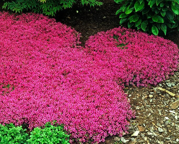 Red creeping thyme is a groundcover with a bounty of small magenta flowers.
