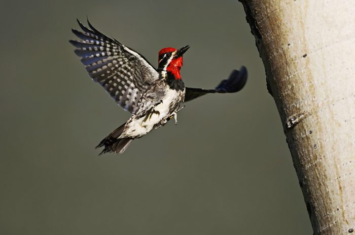 A red-napped sapsucker flies toward a tree.