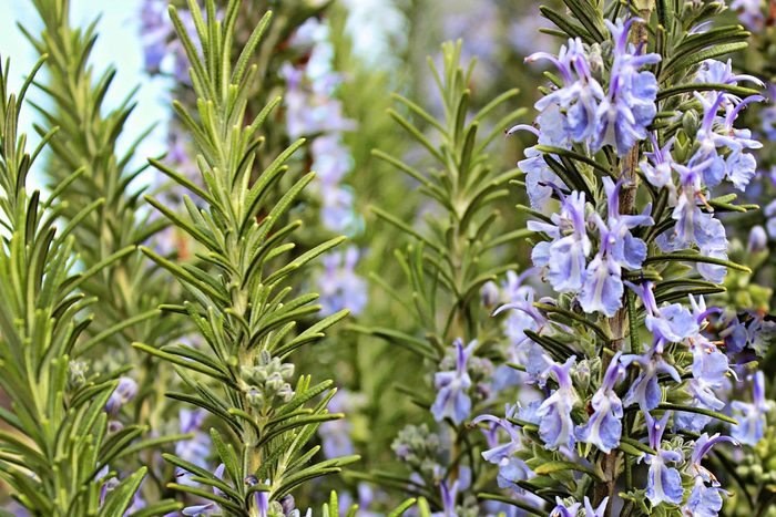 Rosemary's needle-like leaves offer an interesting backdrop to its dainty light purple flowers.