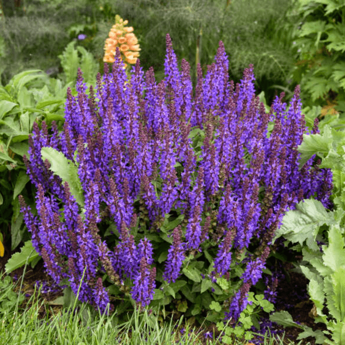 Salvia Violet, purple perennials