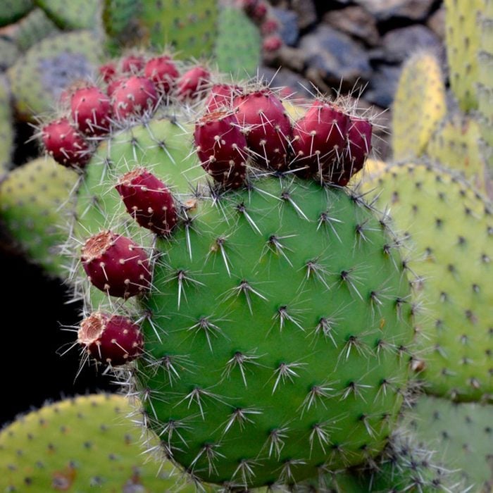 Shutterstock 1064817725 Cactus