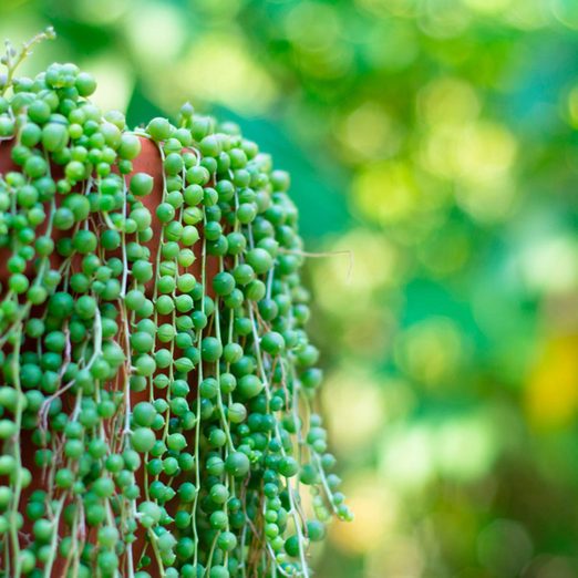 Top 10 Seriously Cool Succulents That Make Great Houseplants